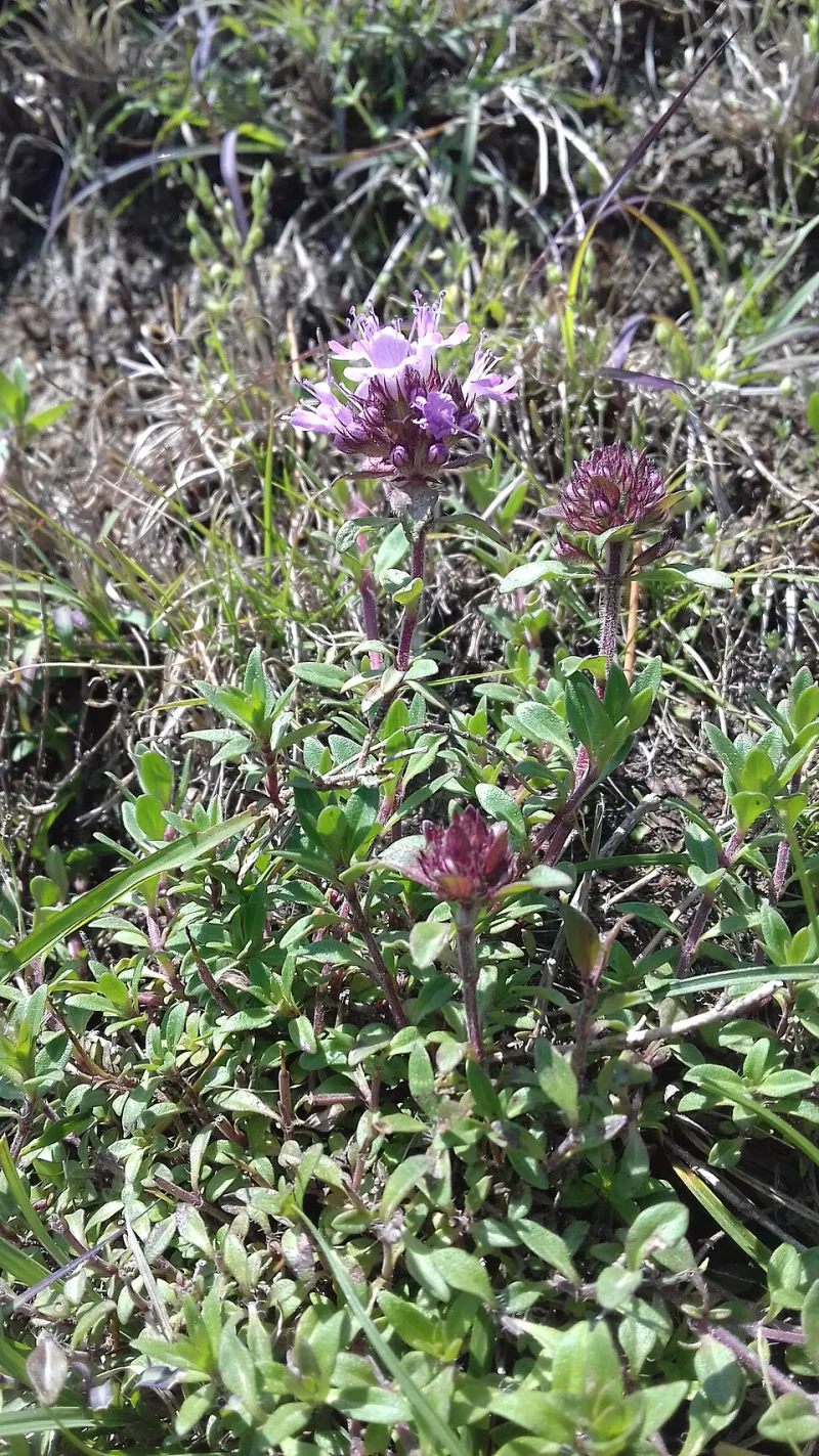Roots and Remedies: How Lepcha Healers Are Bringing Himalayan Plant Medicine Into the Scientific Conversation
